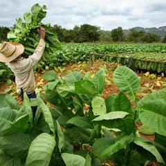 Process Of Cultivating Tobacco From Seed To Leaf