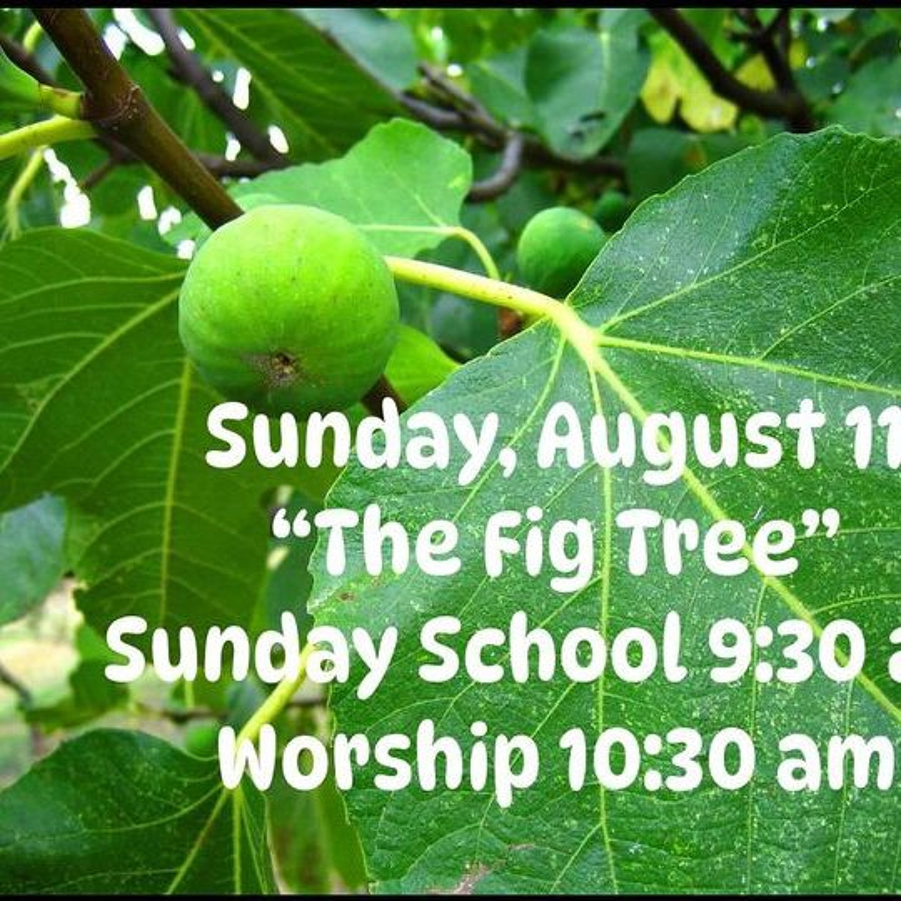 The Fig Tree (8-11-24) episode artwork