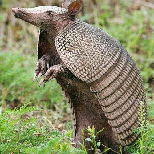 Stream El Cusuco Escrita por Mario Linares by mario Listen online for