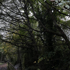 Radio Catface International 38