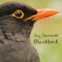 Blackbird - The Beatles - Cover By Jay Stansfield