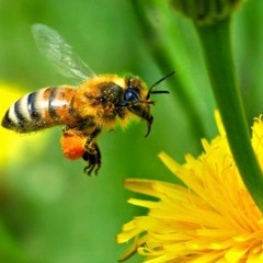 La belle abeille de Georgia Ghestem