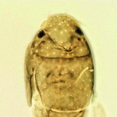 kitten resurrection pt.1