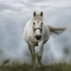 Set Live White Horse