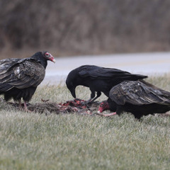 The Impact of Habitat Loss on Ravens and Vultures