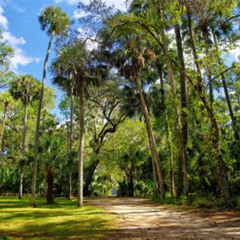 Best Things To Do In Ocala National Forest Florida Tours Reviews