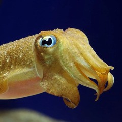 cuttlefish