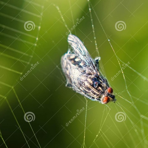COBWEB🕸(taylor+4evr)