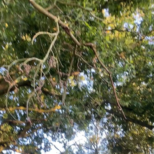 shelter (demo)