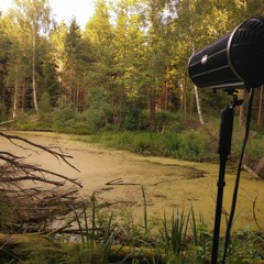 Forest pond