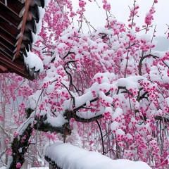 pink soda prod vocenão