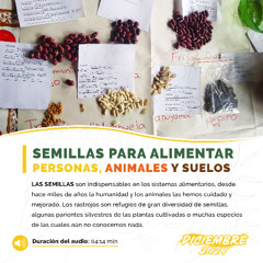 SEMILLAS PARA ALIMENTAR PERSONAS, ANIMALES Y SUELOS- CAPÍTULO 13