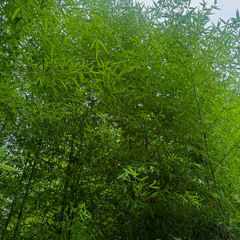 Love to lose bandlab version