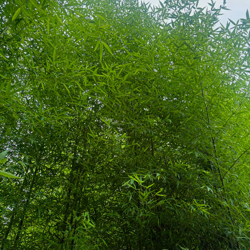 Love to lose bandlab version