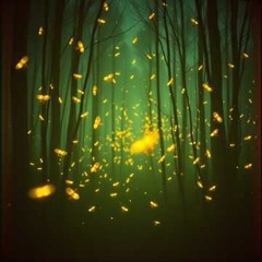 CANZONI DEL BOSCO - LE LUCCIOLE CANTANO  - RELEASE - Rigil