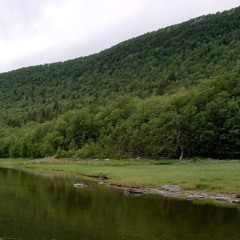 Dawn chorus with cowbells and loons
