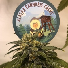 Episode 68 ft Heime Cheeba of Alaskan Cannabis Cache