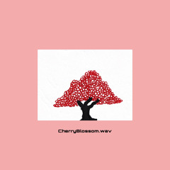 Cherry Blossom