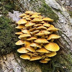 A Month of Sundays w/ Bill Spencer 241124