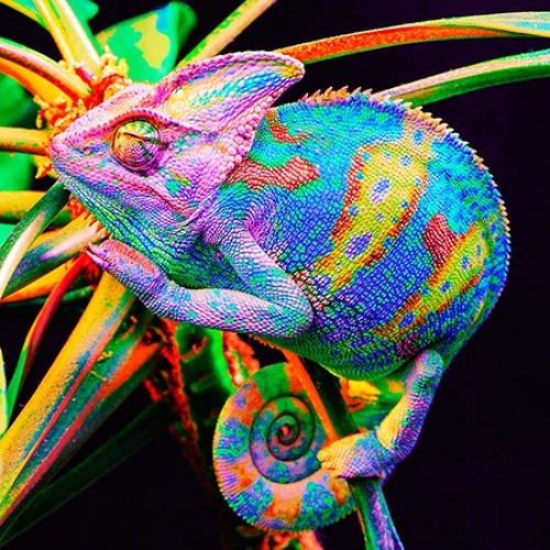 Chameleons DEMO - Original Song by Tommy Donahue