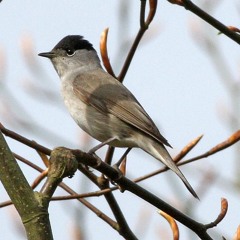 Cotswold Morning Chorus, April 2020: Eurasian blackcap, blackbirds, sheep, collared doves