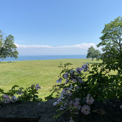 once upon a dream violin