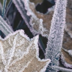 frozen leaves (for niu arx)