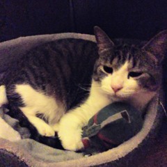 Midnight Rider (cover)