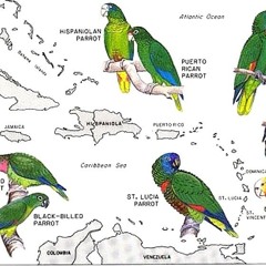 Parrots of the caribbean