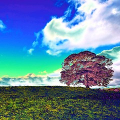 A Day in the Life of a Tree (version)