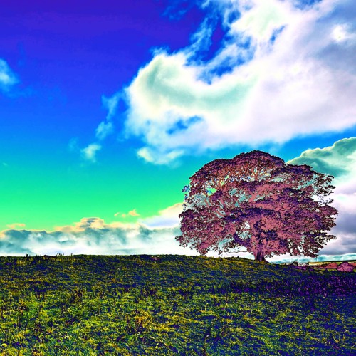 A Day in the Life of a Tree (version)