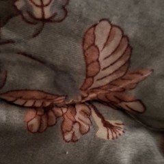 Cherry Blossom