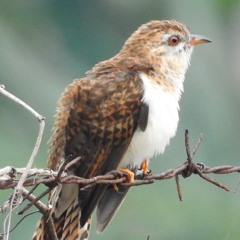 Plaintive Cuckoo (Cacomantis merulinus threnodes)