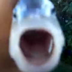 killer fish from san diego the musical