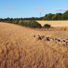 bbymulah - prostruna kko rajona ble pohuj kko iepis ft. sonictwizzy x kirsh (@prod.rudz x ghettokid)