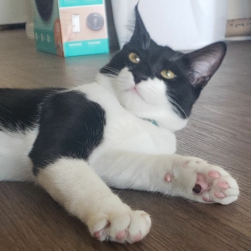 Bossfights and Boops