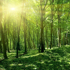 Khúc Hát Thiên Nhiên