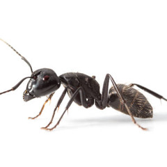 Niikology - Kassumunas (Prod Niikology)