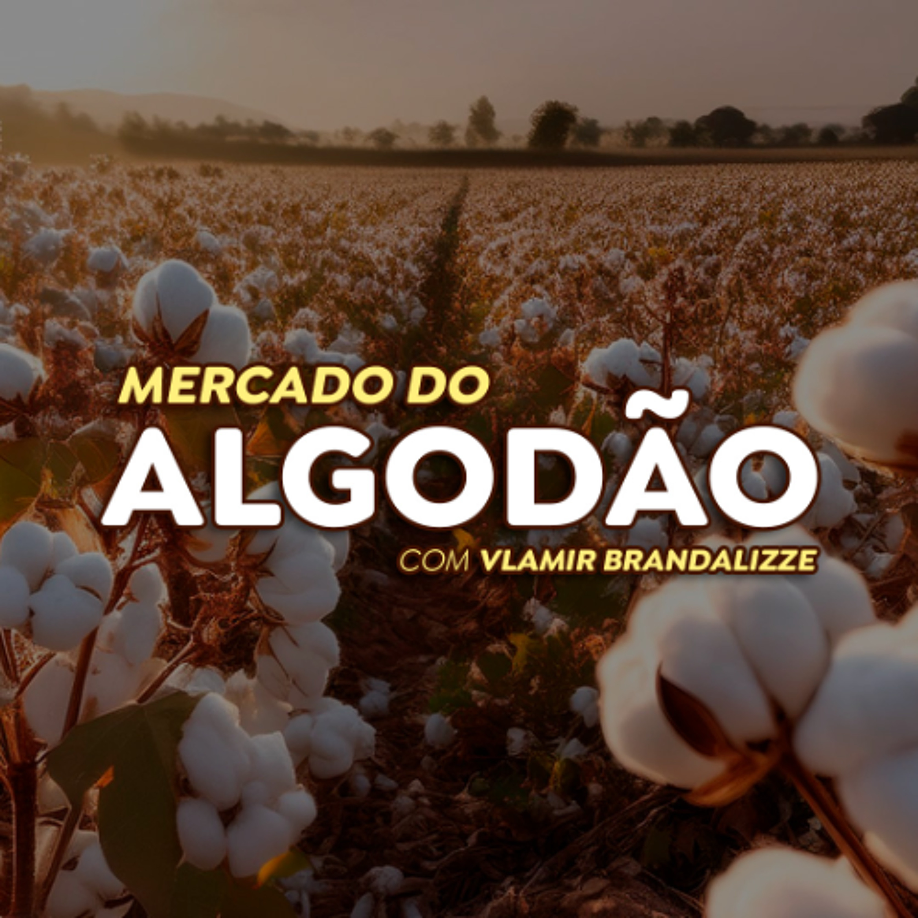 Produção de algodão através da agricultura familiar é incentivado no Vale do Jequitinhonha