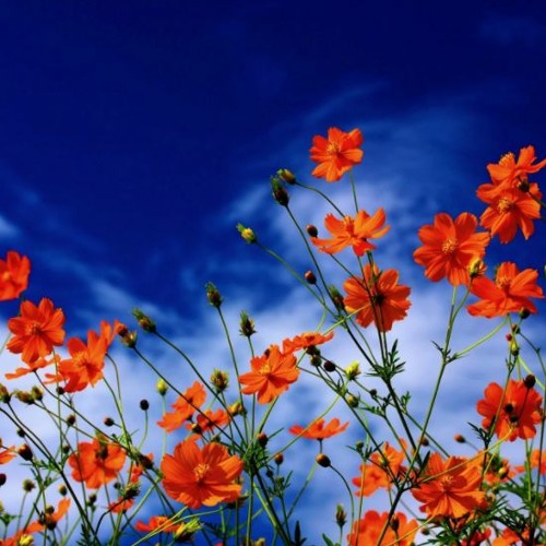 Assimilating dream background music DOWNLOAD