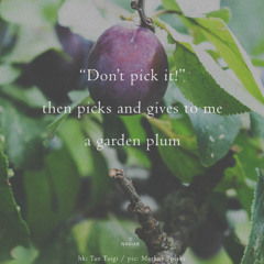 Garden Plum - (naviarhaiku - 623)