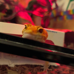 Synthetic Omnipotence