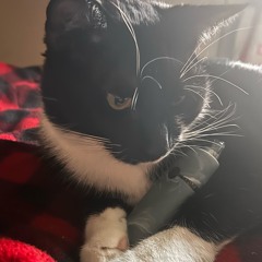 elevated /cake3k prod 444jet sophitia