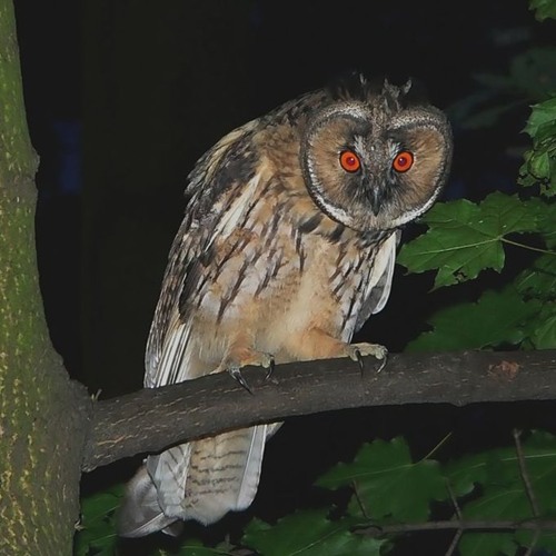 Hibou moyen duc - cri de quémandage d'un jeune