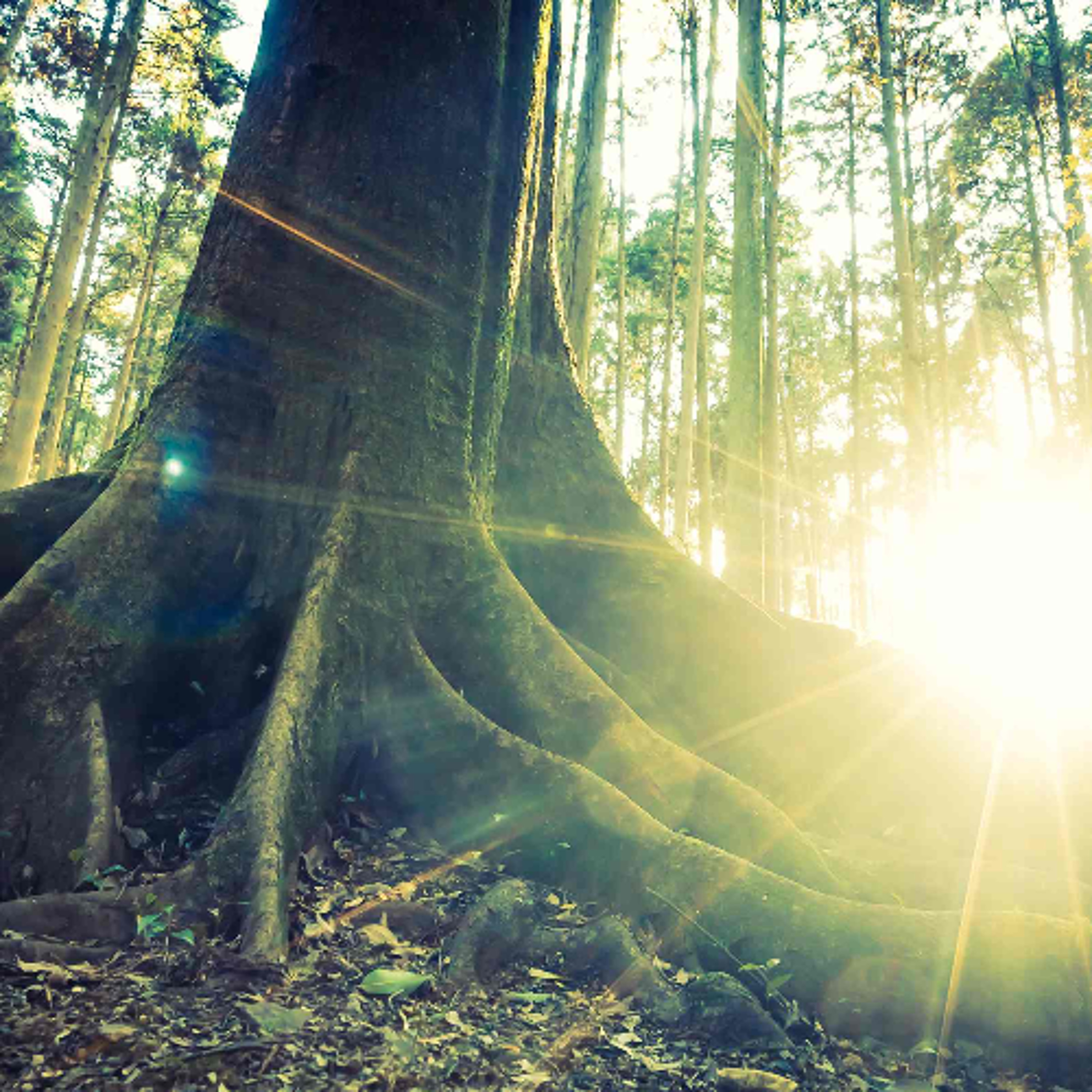 Ep. 547 Meditazione sul respiro fino al rallegrarsi