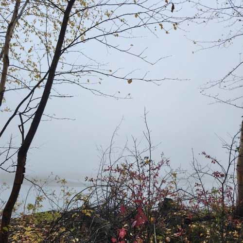 walk in the forestcjfjfjfngnfnejd