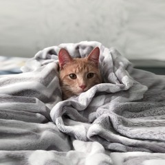 أجمل أغنية تركية حزينة تستحق الأستماع أصبح كذباً 😢مترجمة للعربية Yalan Oldu YouTube Sm3ha.Com.mp3