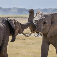 Fight Till I'm Finished (feat. JA Salerno)