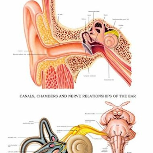 Stream [VIEW] EBOOK 💓 Anatomy of the ear e-chart: Quick reference guide ...