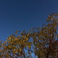 Let it go (8) x Rosanne Joseph